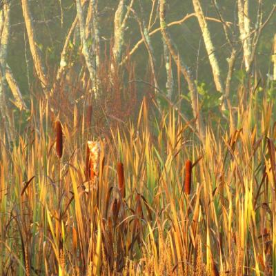 Morning pink light on brown, velvet textured cattail reeds along Merrimack River in Concord