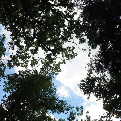 Looking up into the leafy canopy of a forest