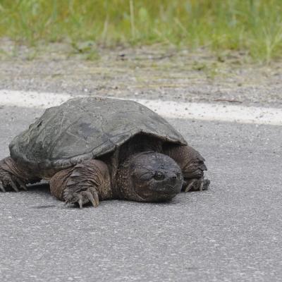 dark snapping turtle on lighter asphalt background