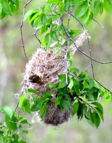 a female oriole builds a nest