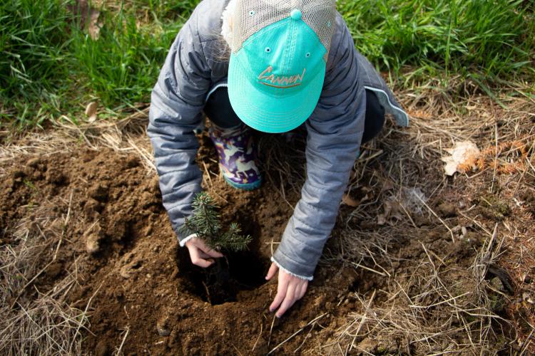 A young girl in a teal baseball hat plants a Christmas tree seedling in the ground