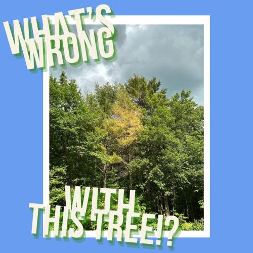 The text says What's Wrong with this tree?! and the photo shows a yellowing pine.