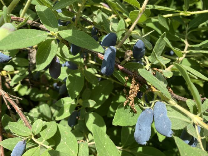 A cluster of blue colored honeyberries grow on a leafy green branch