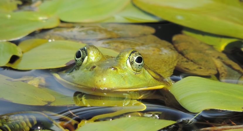 Frog in the lily pads at Hunter's Pond by Jackie Sawyer