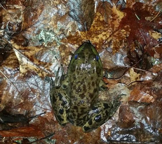 Bull Frog and Spring Peeper