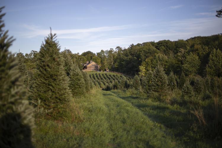 Rows of Christmas trees in a green field leading to a barn.