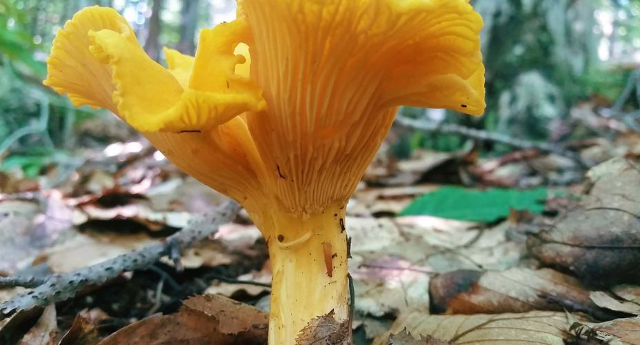 Possible golden chanterelle mushroom