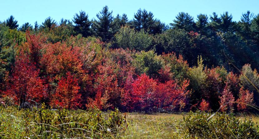 Bright red swamp maples signal autumn at Turkey Pond in Concord New Hampshire