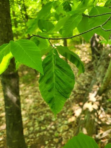 beech leaf disease up close