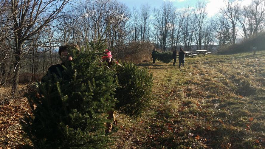 Sixth graders help haul the cut trees back to the tree baler.