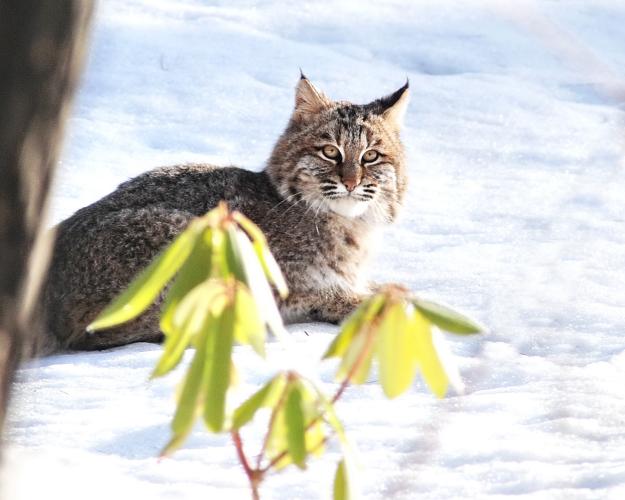Bobcat looking at camera in snow with rhododendron in foreground 
