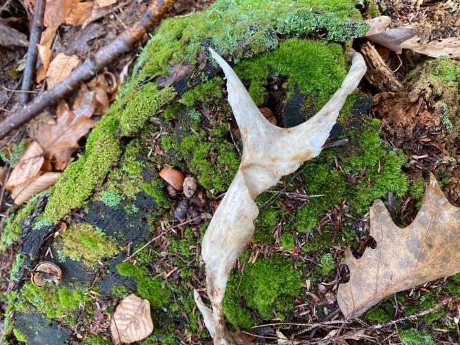 An antler that was shed is pictured on a mossy patch of dirt.