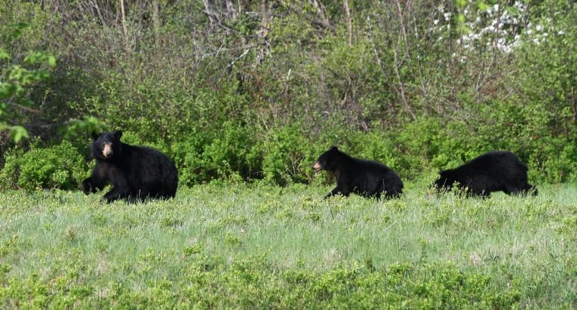 Black bears in field