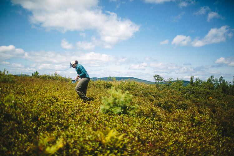 A woman walks across a field carrying a container to pick blueberries.
