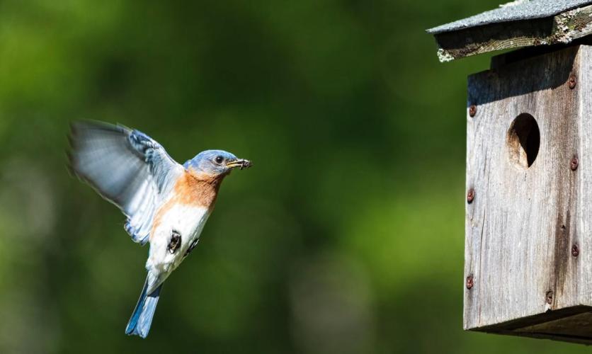 Bluebird at nest box photo by Garrett Evans