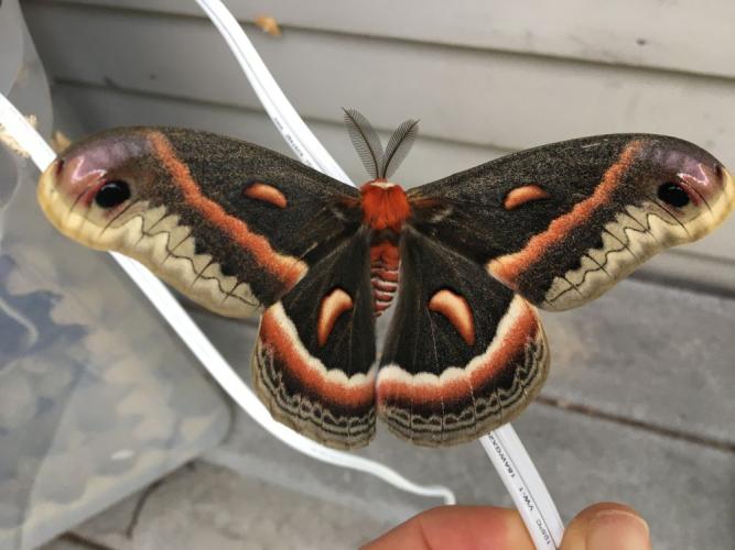 The bold blueish eye spots on the mahogany brown wings of the hand-sized Cecropia moth