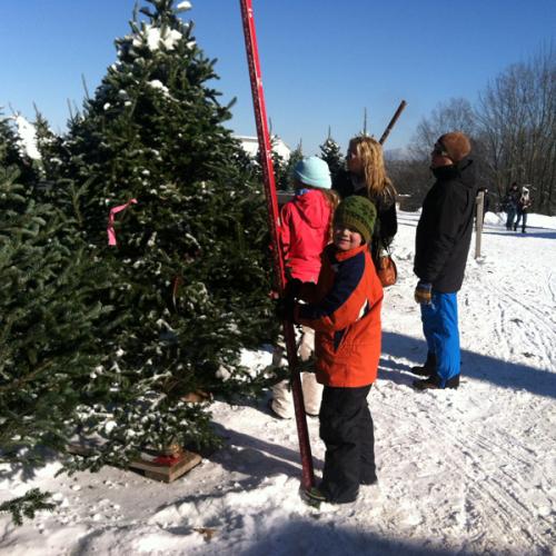 Helping to measure Christmas trees at the Rocks in Bethlehem, New Hampshire
