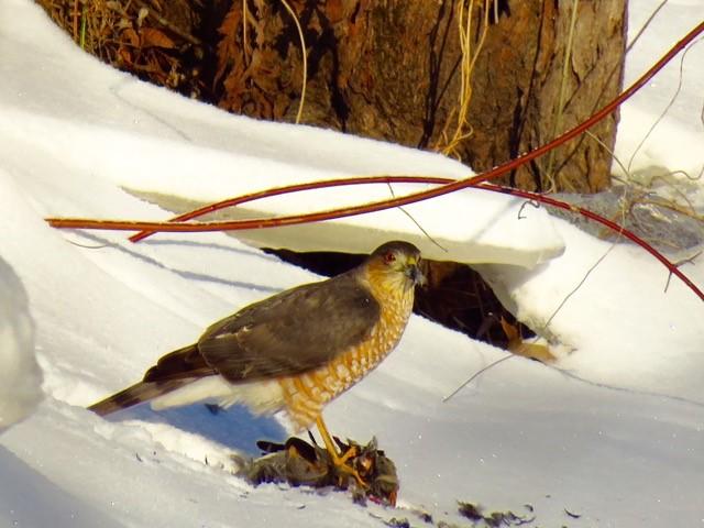 A Cooper's Hawk feeding on carcass of a Robin