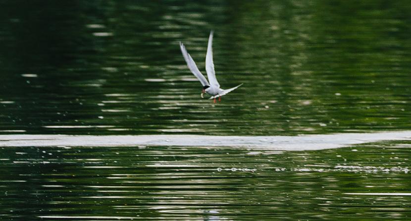 Tern fishing at Creek Farm. Photo by Emily Lord