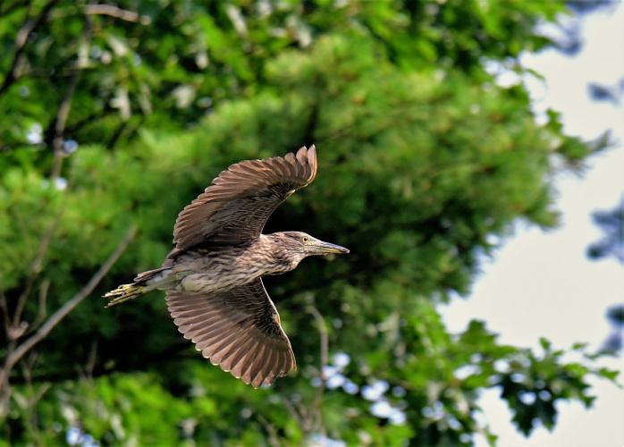 A night heron flies through the air.
