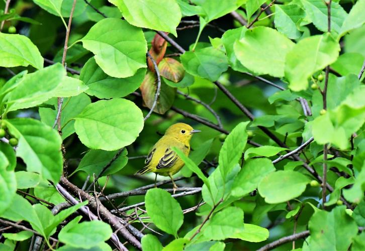 A Yellow Warbler.