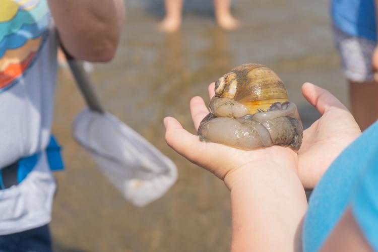 A moon snail, held in the palm of a woman's hand. 