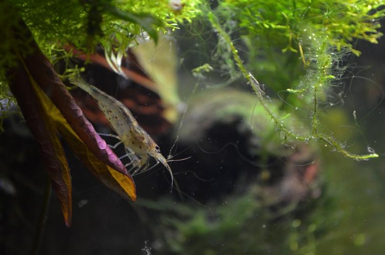 A freshwater shrimp eating algae.