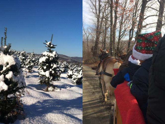 Snow covered balsams and horse drawn carriage rides during Christmas at the Rocks
