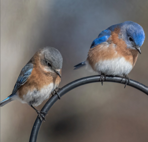 Two bluebirds on a wire.