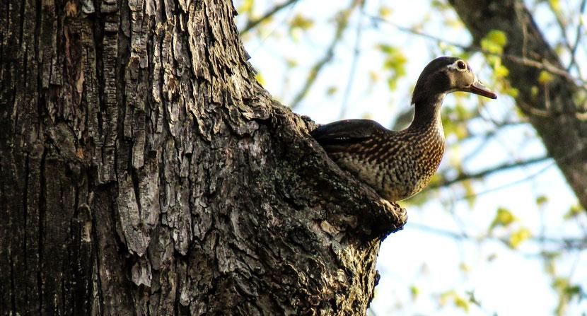 A female wood duck looking out of her tree cavity