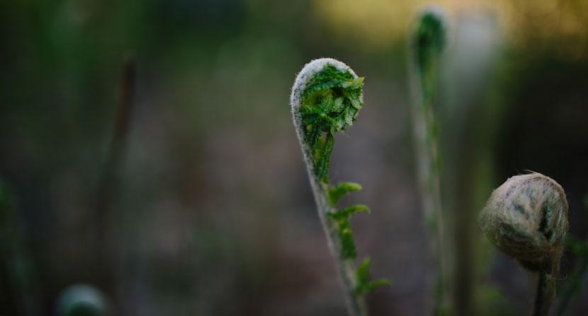 All ferns begin the growing season as fiddleheads, but the only one species – the ostrich fern (not shown here) is the edible variety treasured by some New Englanders.
