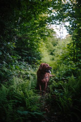 A golden retriever stands in a fern-lined trail at Cockermouth Forest in Groton, NH