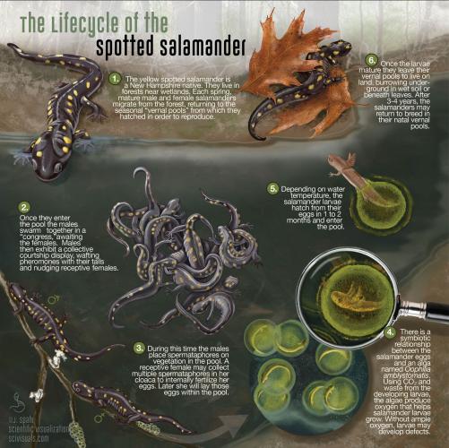 The lifecycle of the spotted salamander. Courtesy Juliana Spahr, scivisuals.com.