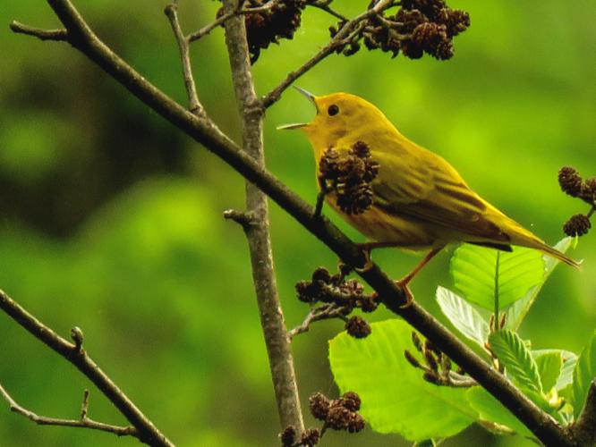 Yellow song bird sings its call in a floodplain forest