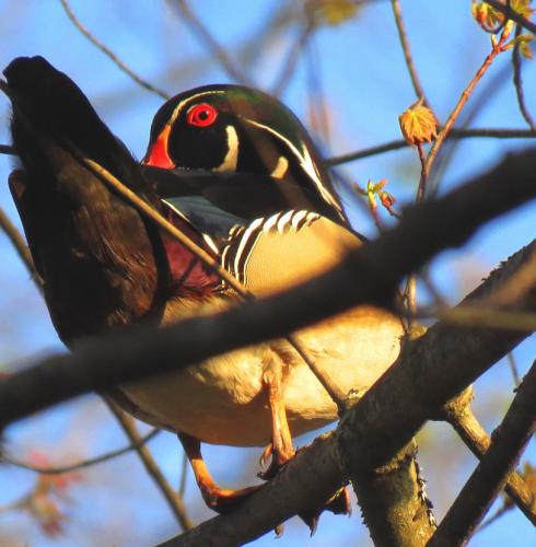 early May wood ducks in the still bare treetops, already in pairs and searching for nest sites