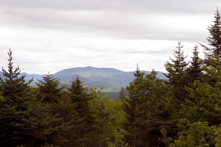A mountain view with trees in the forefront.