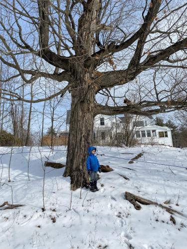 A boy in snow boots measures himself against a tall old sugar maple that has been tapped.