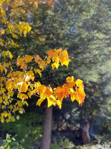 Yellow leaves of a Red Maple in morning sunlight October