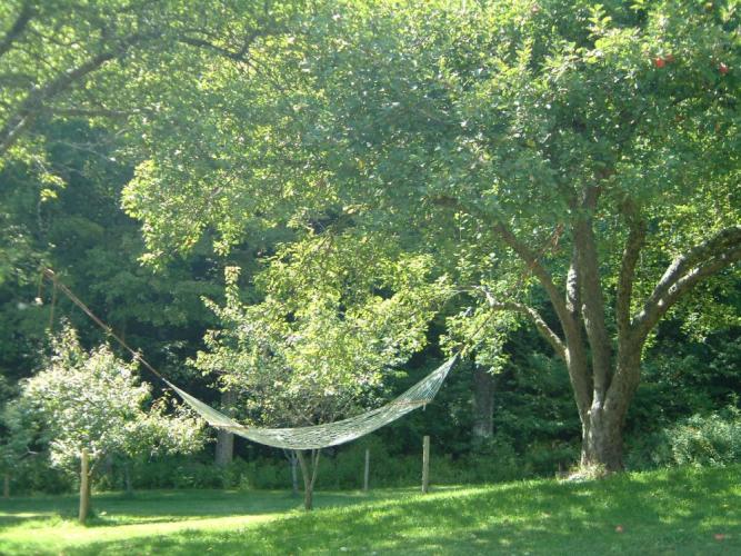 Hammock suspended between two apple trees in late summer sunlight