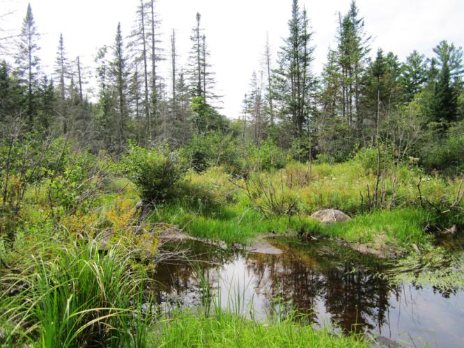 Wetlands and mixed conifer forest near the White Mountain National Forest