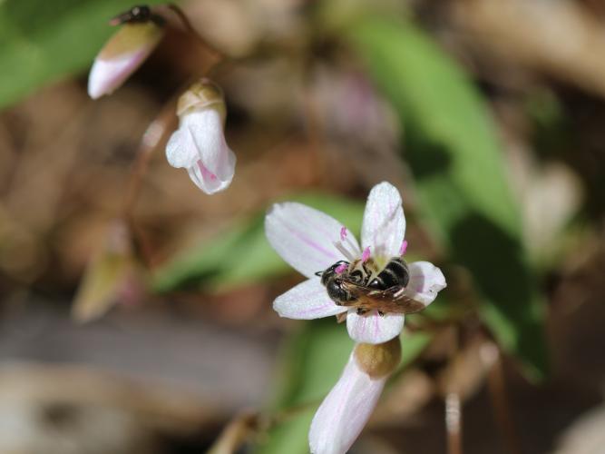 Spring Beauty mining bee (Andrena erigeniae) on spring beauty flower.