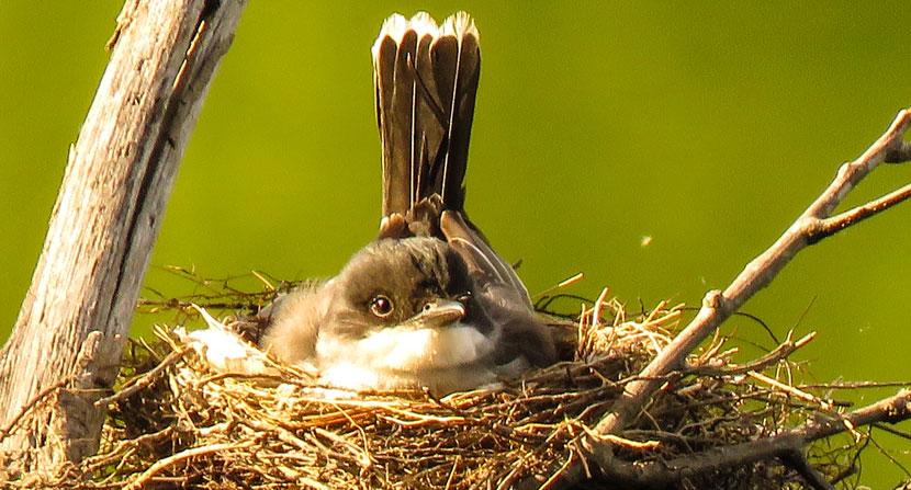 Kingbird sitting on its nest over the water