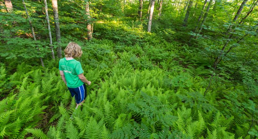 a young hiker walks through ferns at Powder Major's Forest in Durham and Madbury, NH