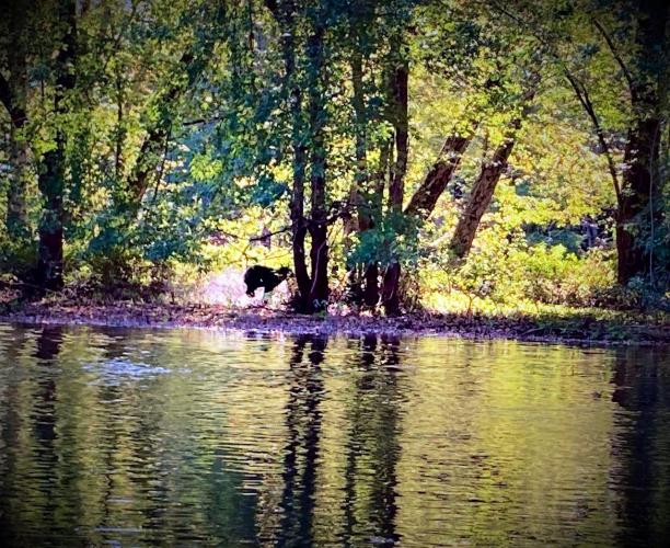 A small black bear on the shore viewed from the river.