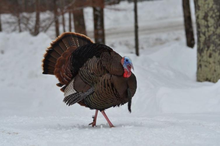 Dark iridescent male turkey with blue and red head and a beard strutting against snowy white backdrop