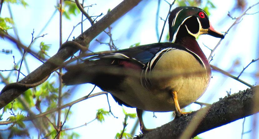 A male wood duck perched on a tree branch