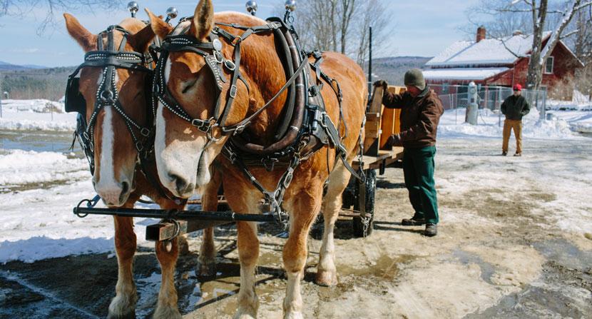 The complete maple experience at the Rocks includes a horse-drawn wagon ride to the sugar house. The fence in the background surrounds the foundation of the Tool Building that burned to the ground on Feb. 13, 2019.