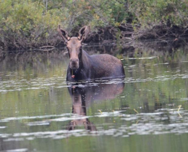 A moose stands belly-deep in water of pickerel pond while eating water lillies on Thom Thomson's Orford NH Tree Farm