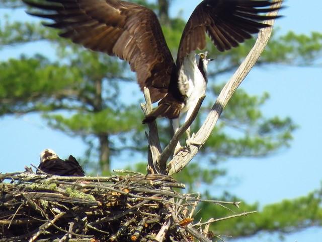 Osprey reacts to a grackle at shared nest site
