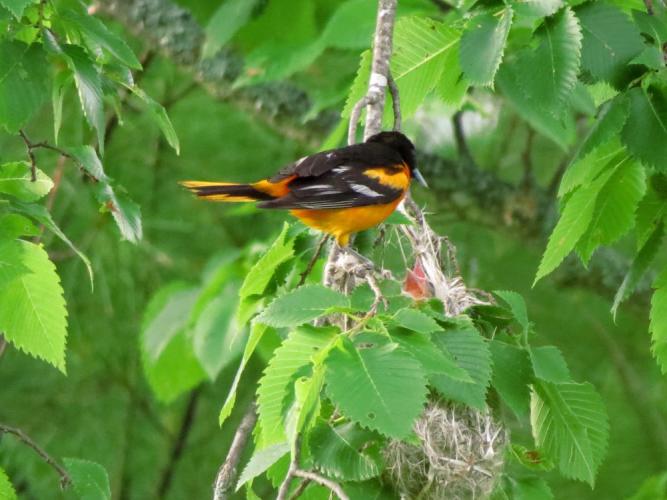An oriole feeds a chick in a nest.